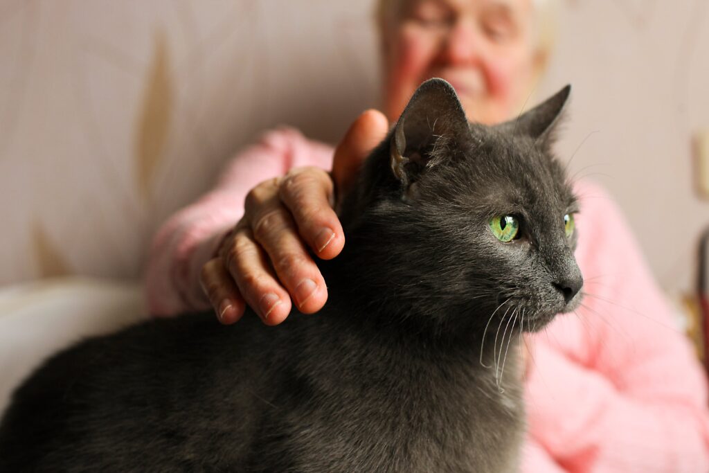 best pet insurance for seniors
