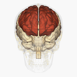 frontal lobe dementia