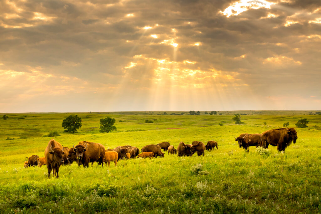 kansas landscape with bison