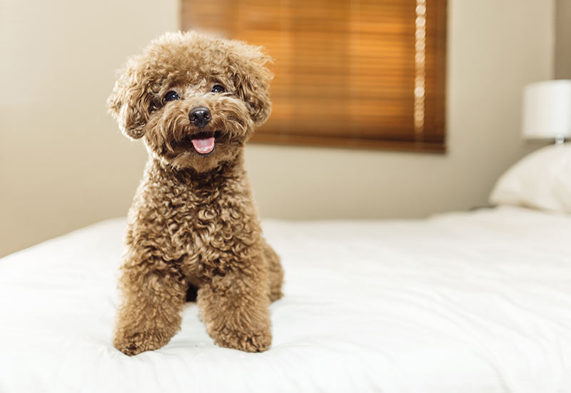 Toy poodle, best dog breeds for older adults