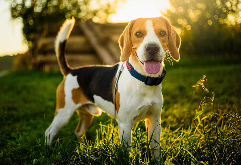 Beagle, best dog breeds for older adults