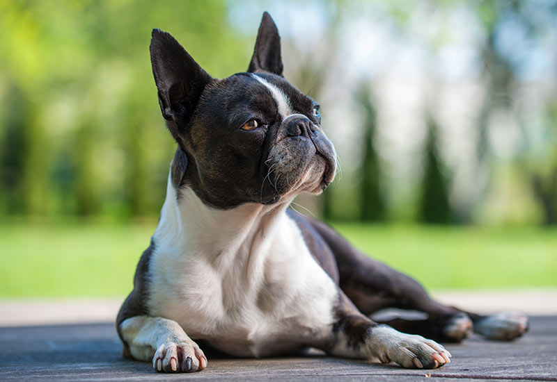 Boston terrier, best dog breeds for older adults