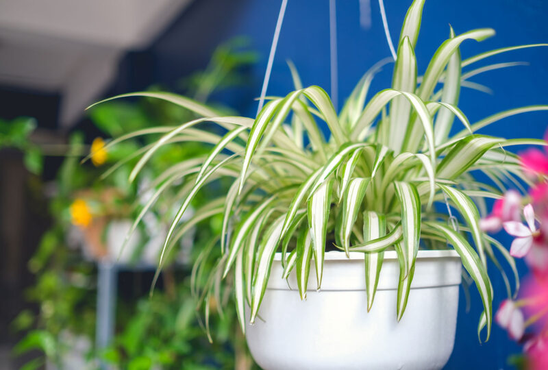spider plant - easy care plants for seniors' homes