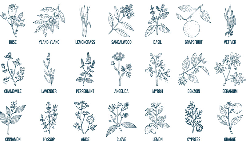 herbs for aromatherapy