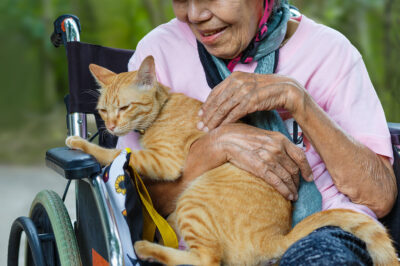 older person in wheelchair petting cat