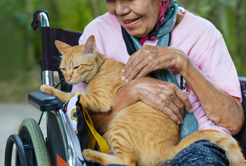older person in wheelchair petting cat