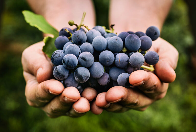 hands holding grapes