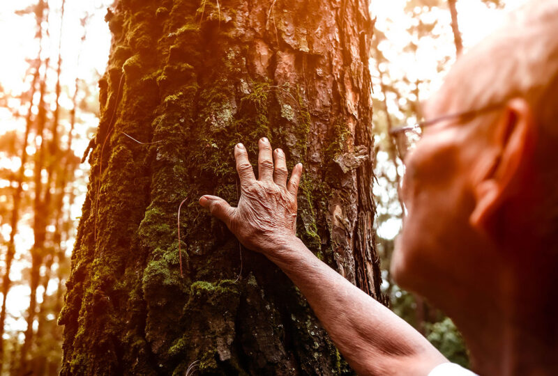 Senior man touching on old tree gently